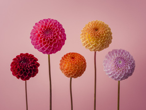 Vibrant Dahlia Quintuplet