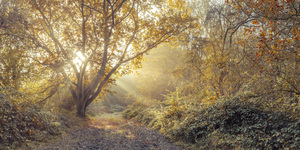 Immersed in Nature