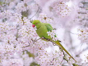Blossom Bird