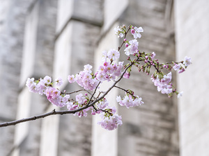 Spring Symphony