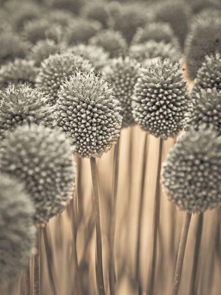 Allium flowers by Assaf Frank