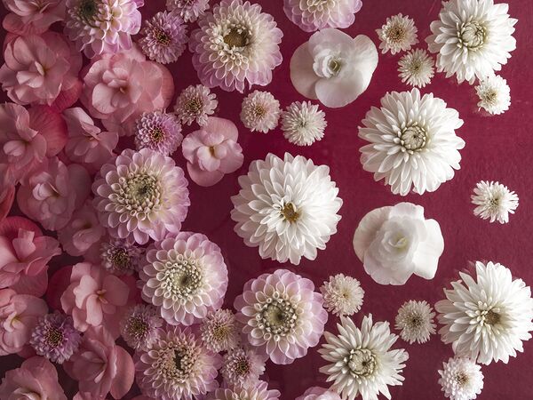 Dahlia Flowers Full Frame by Assaf Frank