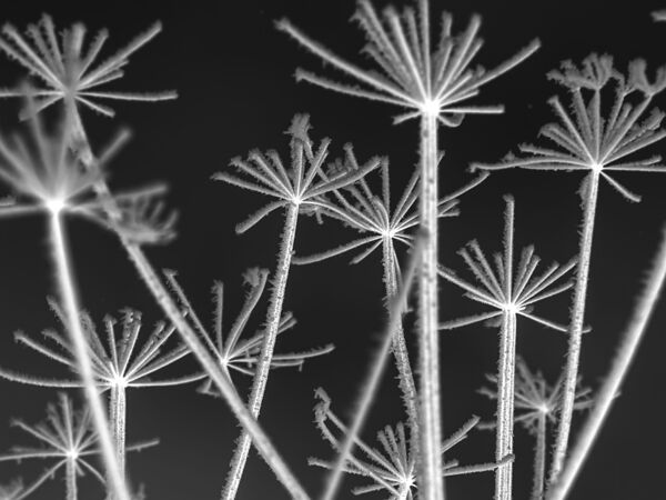 Frosty cow parsley by Assaf Frank