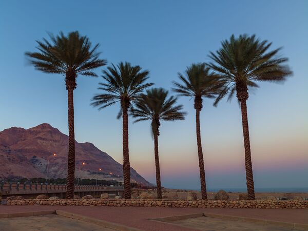 Palm trees on beach of Dead sea Israel by Assaf Frank