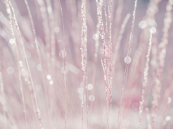 Reeds Imprimer