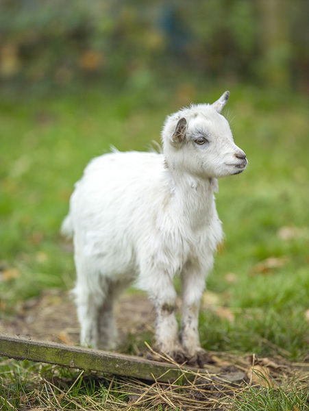 Goat in farm by Assaf Frank