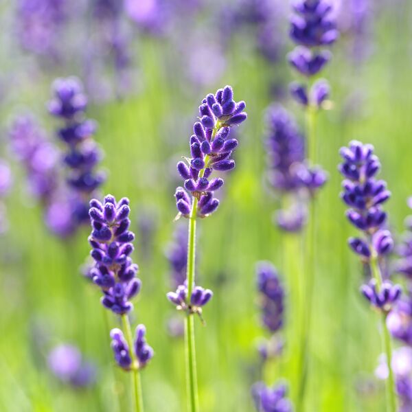 Purple Profusion Print