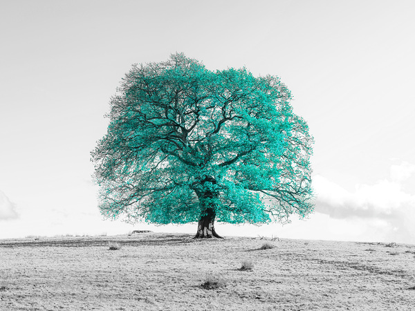 Tree on a hill Print