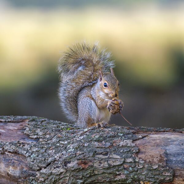 Nut Muncher Print