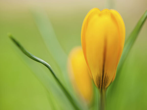 Yellow Crocus Print
