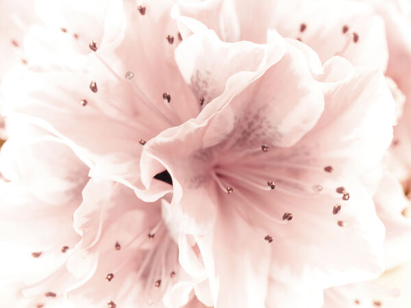 Azalea Print