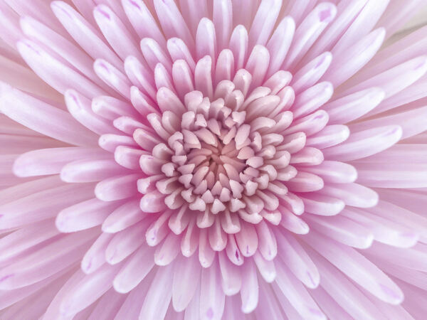 Chrysanthemum Flower Print