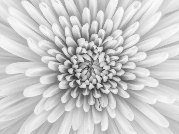 Chrysanthemum flower Print