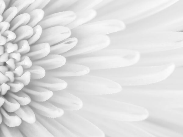 Chrysanthemum Flower by Assaf Frank