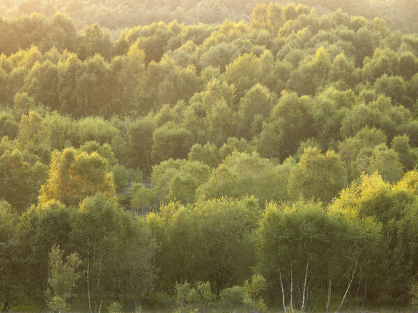 Twilight Canopy Print