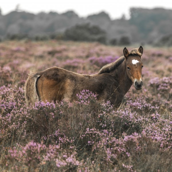 Wild Horses, New Forest Print