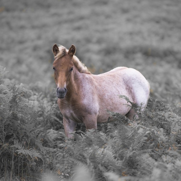 Wild Horses, New Forest Print