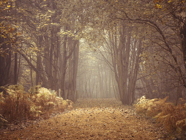 Forest Walkway Print