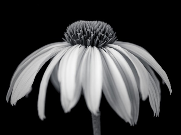 Coneflower close-up Print
