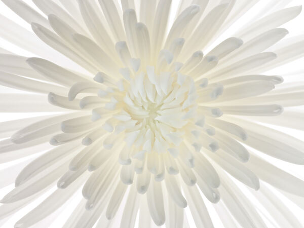 Chrysanthemums flower Print