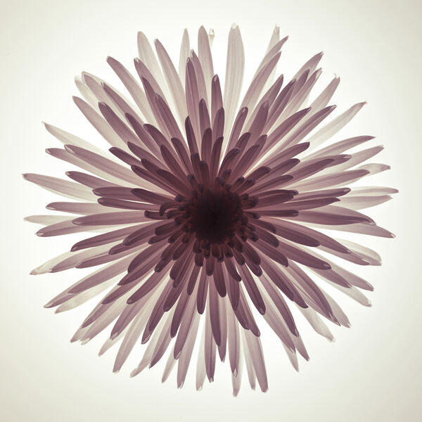 Glowing Chrysanthemum Print