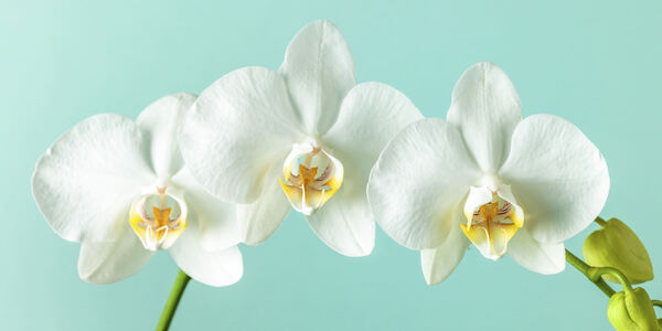 Elegant Orchid Stem by Assaf Frank