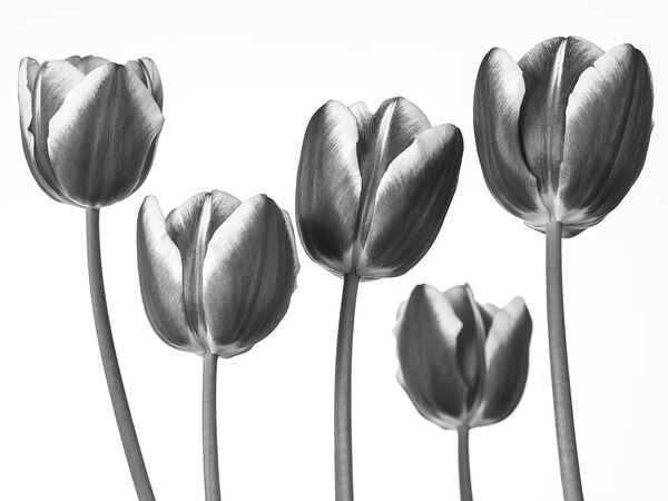 Fresh and Beautiful Tulips Print