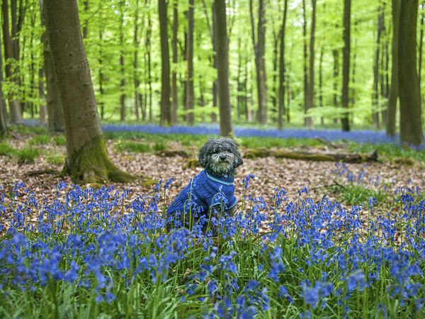 Dog in Bluebells Print