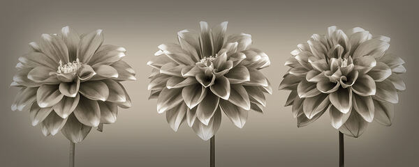 Unfurling Dahlias Print