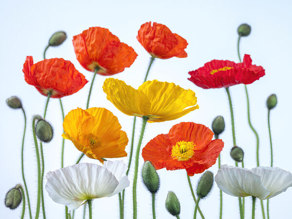 Multi coloured Poppies Print