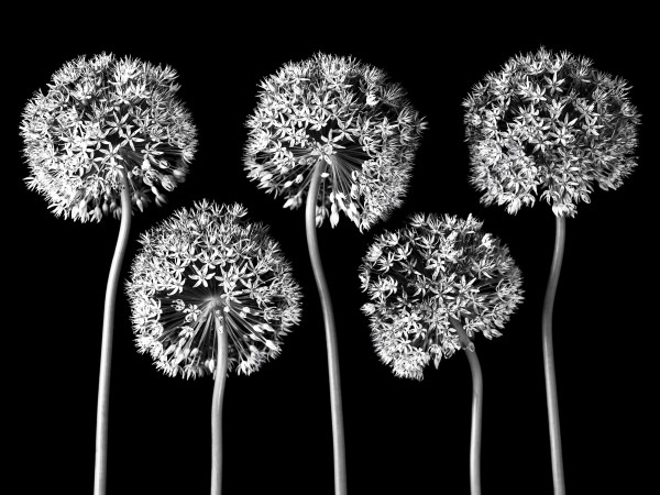 Allium flowers  Print