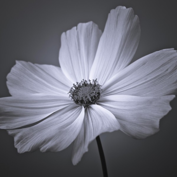 Cosmos flower  Print