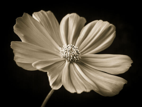 Cosmos flower Print