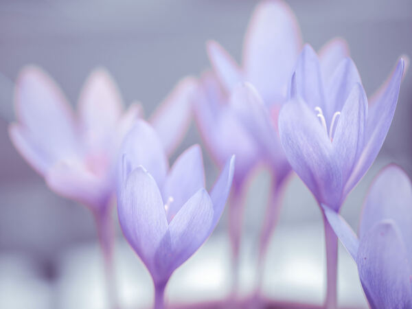 Crocus by Assaf Frank