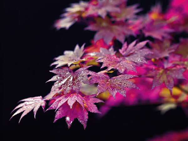Acer Leaves Print