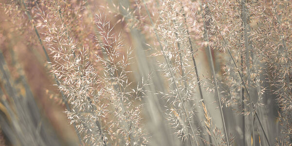 Fountain Grass Print