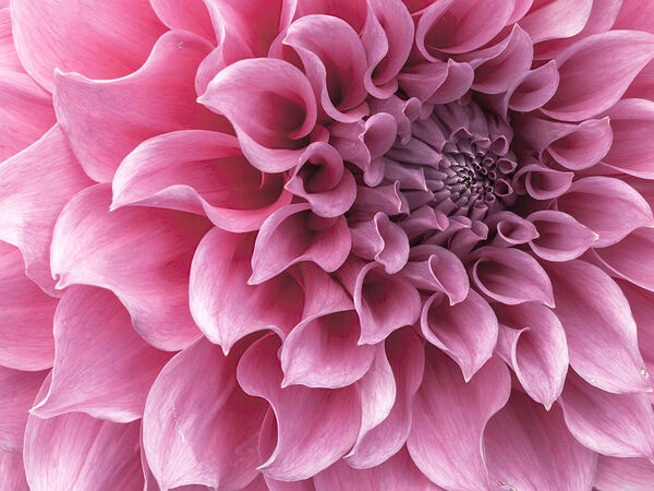 Dahlia Petals Print