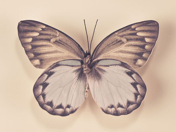 Butterfly Print