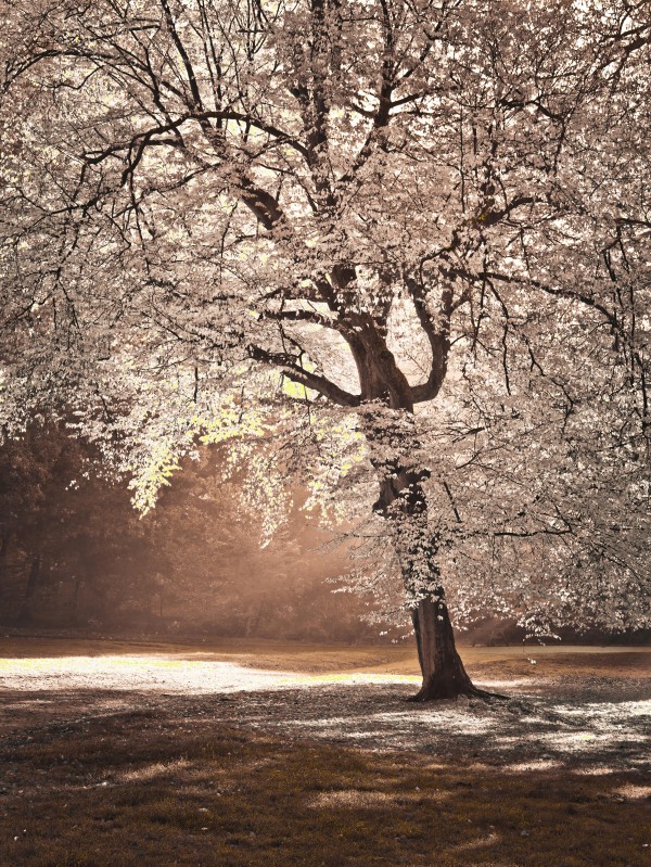 Autumn tree in sunlight Print