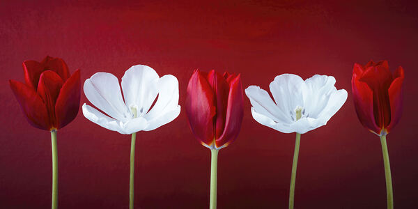 Tulips in a row Print