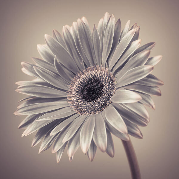Gerbera Cream Print