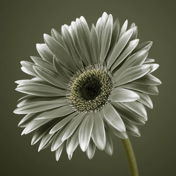 Fresh Gerbera Print