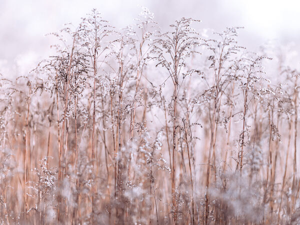 Grass Reeds Print