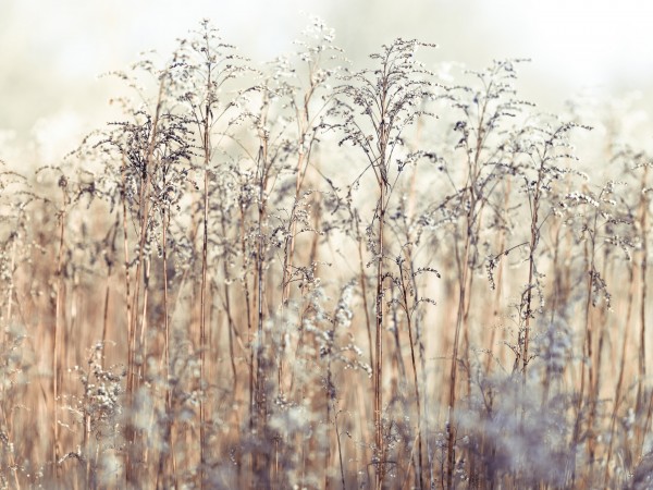 Grass Reeds Print
