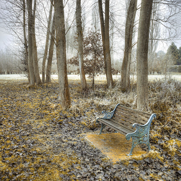 Bench at Park Print