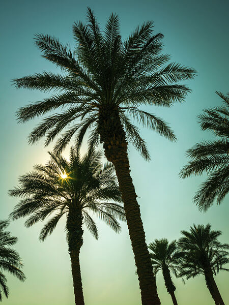 Tall Palms  Print