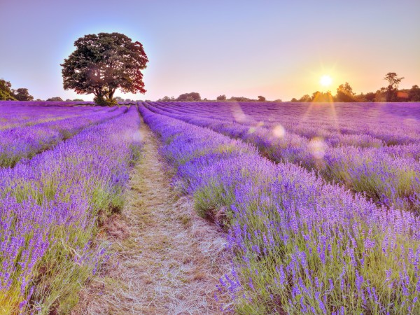 Lavender field at sunset  Print