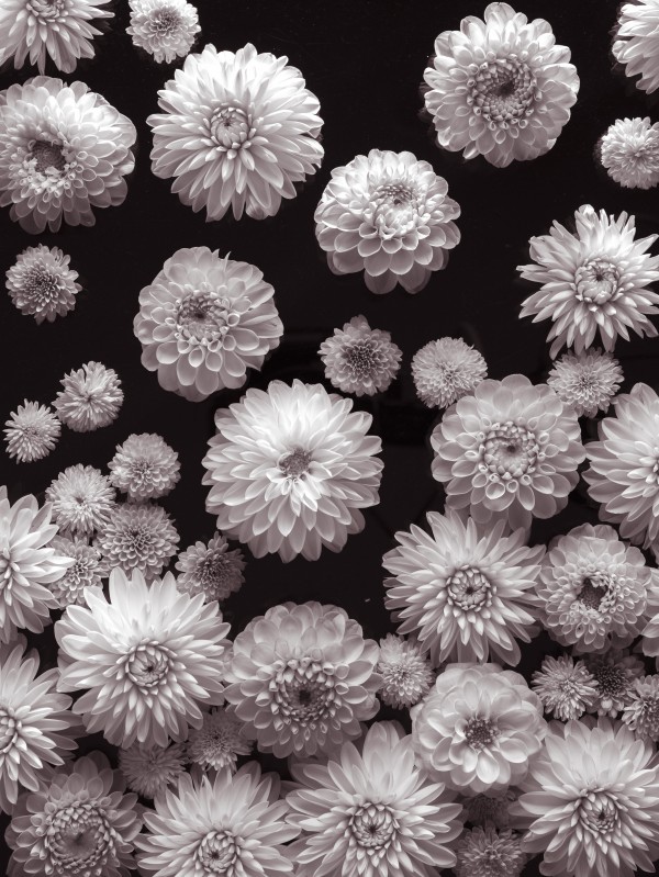 Dahlia Flowers, Full Frame  Print