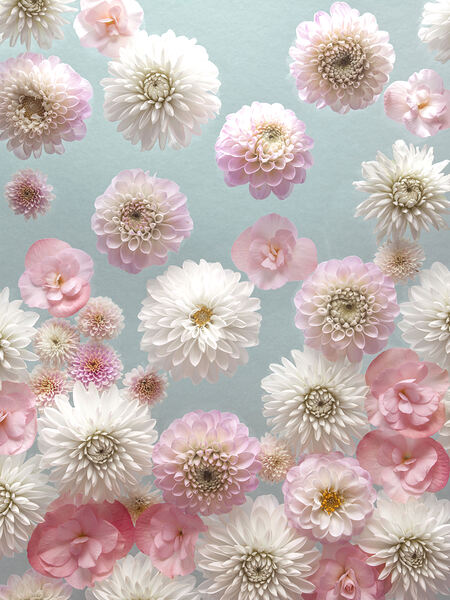 Dahlia Flowers Print