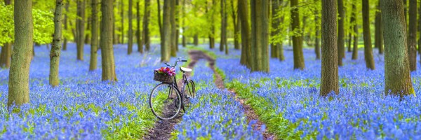 Bicycle in spring forest Print